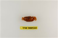 藏品(弧邊管招潮蟹)的圖片